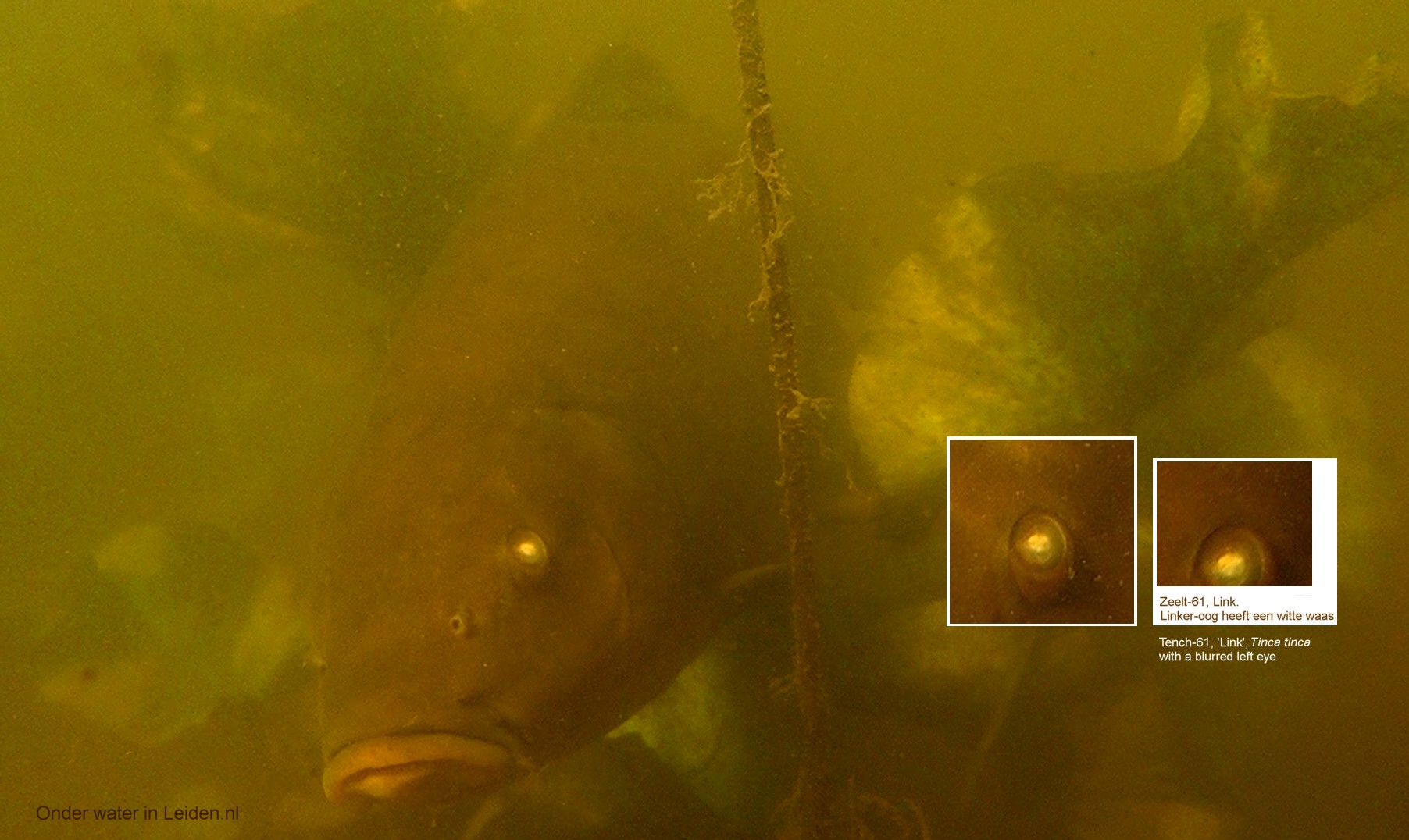 Zeelt/Tench Link 2025