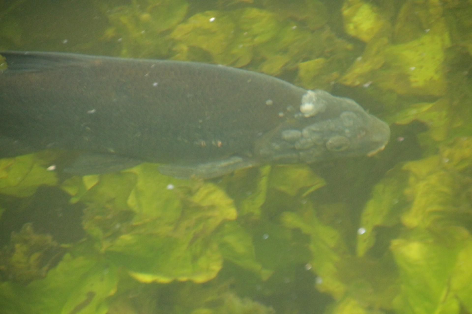 Brasem/Bream Puistenkop