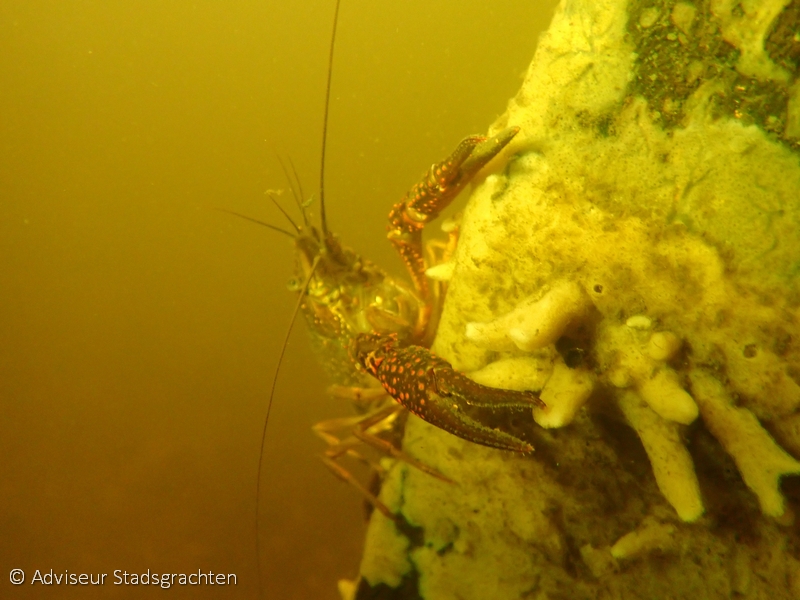 Rode Am./Louisiana crayfish
