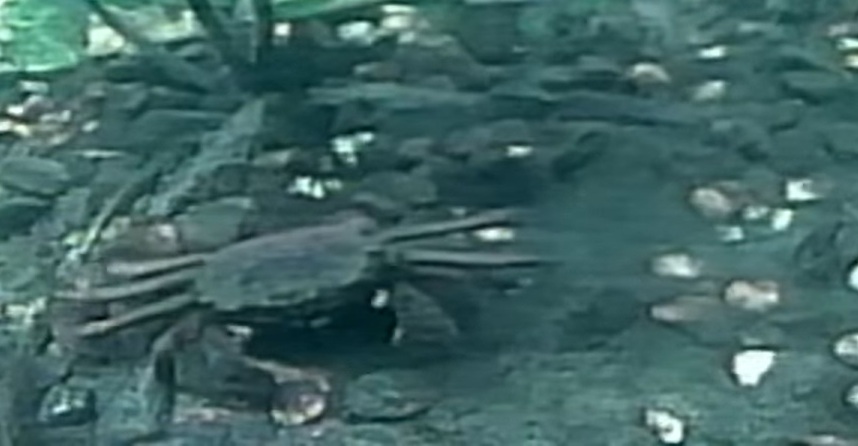 Chin. Wolhand/Mitten crab