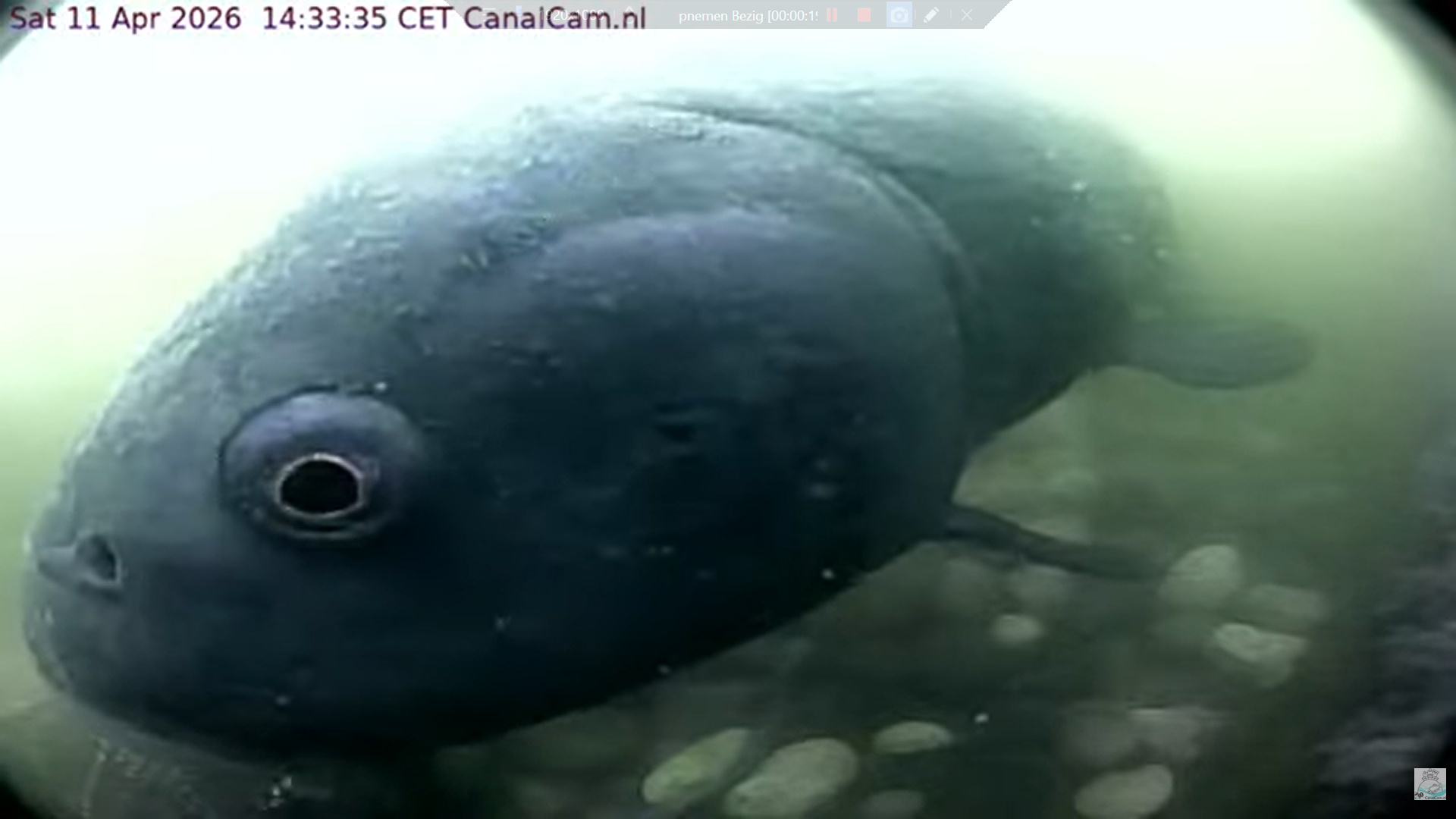 Zeelt/Tench Marian 2025-2026