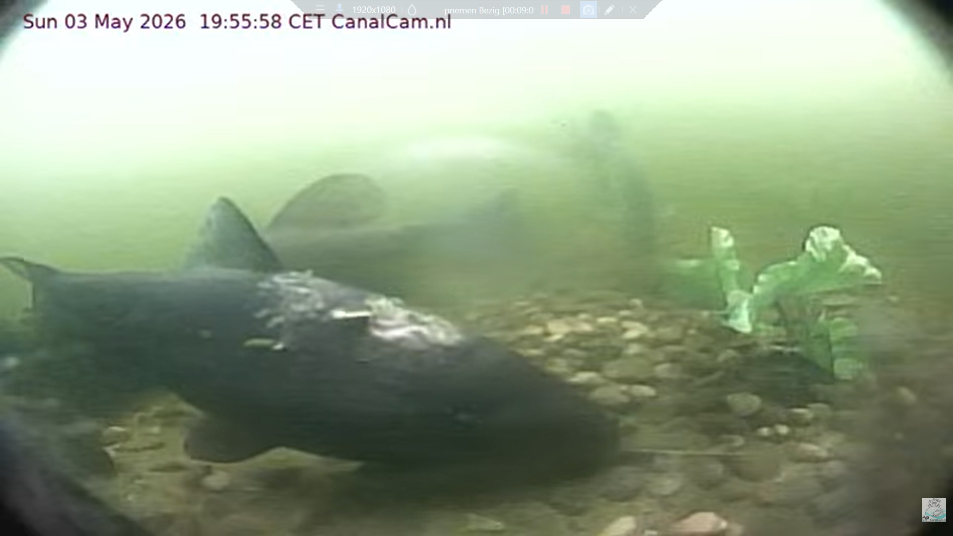 Zeelt/Tench Aagje (working title)