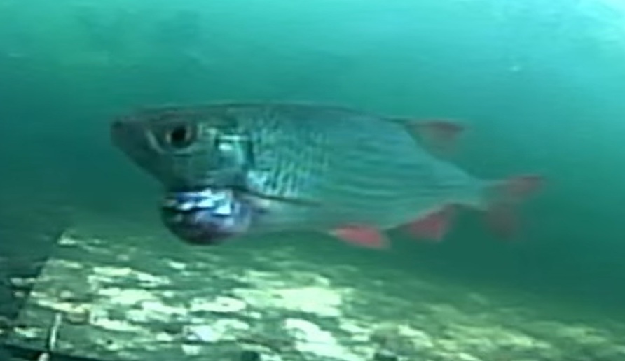 Rietvoorn/Ruisvoorn/Rudd Blauwbaard 2025