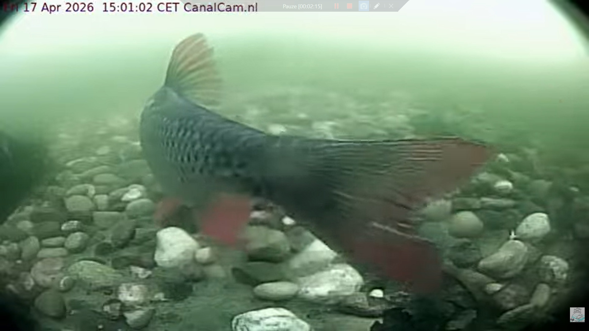 Rietvoorn/Ruisvoorn/Rudd Thorfinn