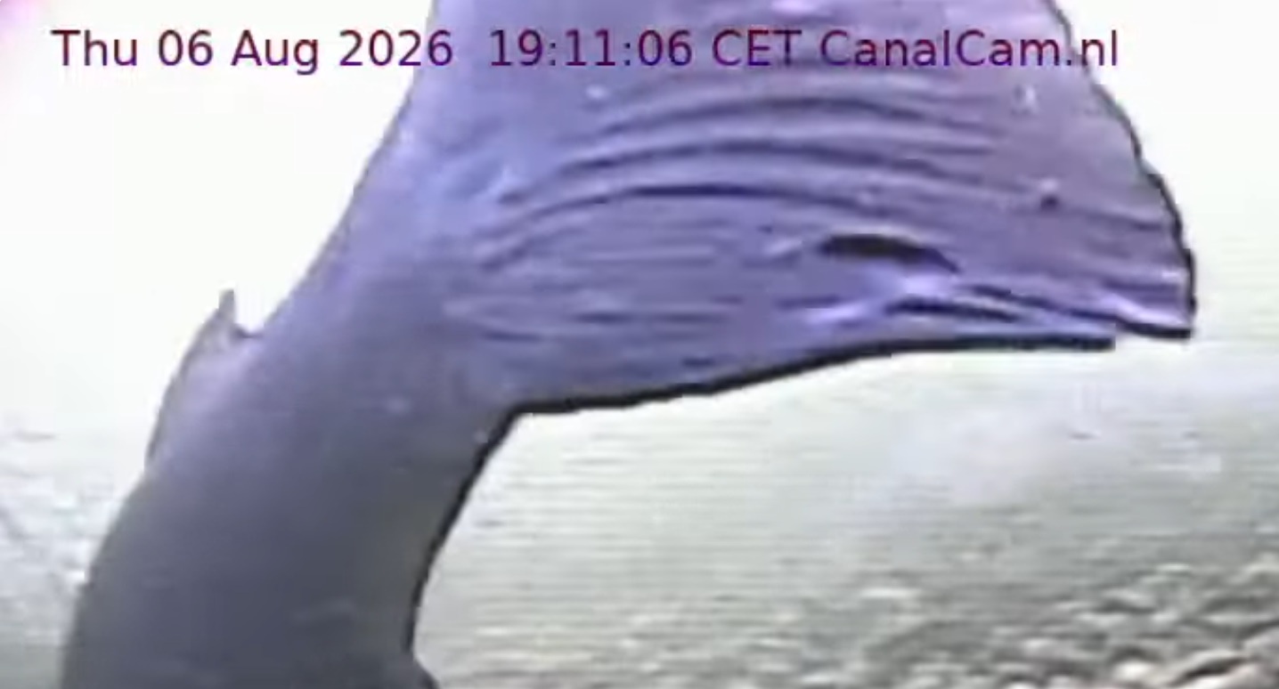 Zeelt/Tench Wijnvlek_staart links