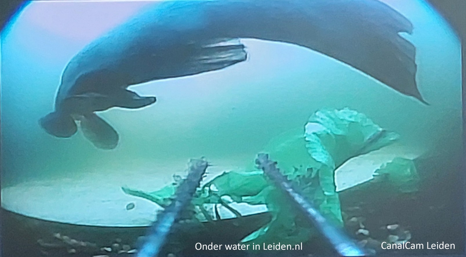 Zeelt zweeft door het beeld op CanalCam Leiden
