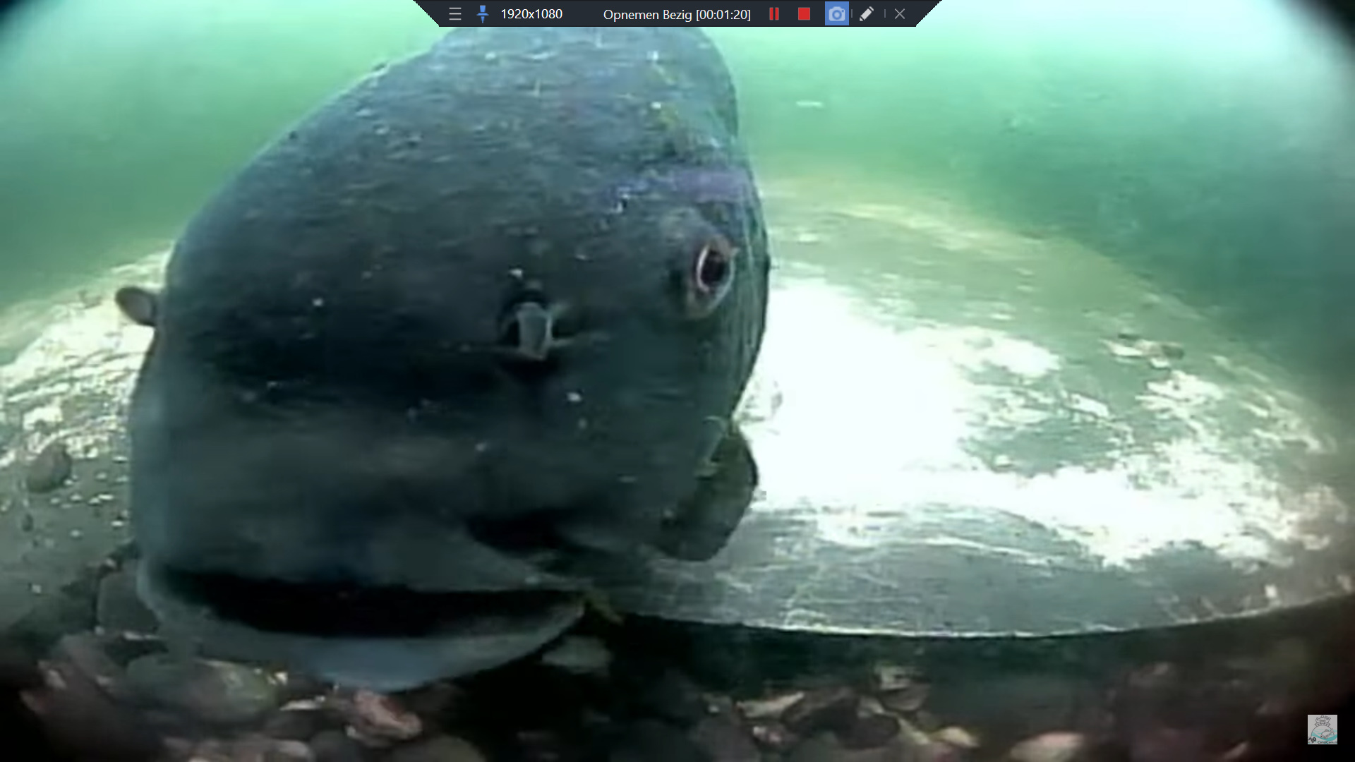 Een onderonsje met een Zeelt op CanalCam Leiden