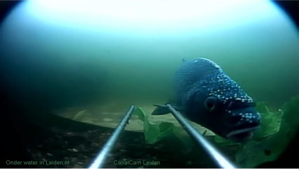 Brasem Man met Paaistippen op de CanalCam Leiden