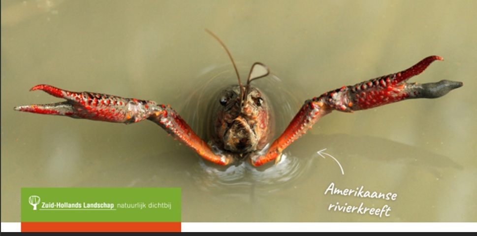 rode Amerikaanse rivierkreeft petitie ZH Landschap