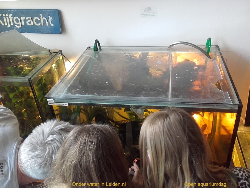 open aquariumdag stadsgrachtenaquaria Onder water in Leiden
