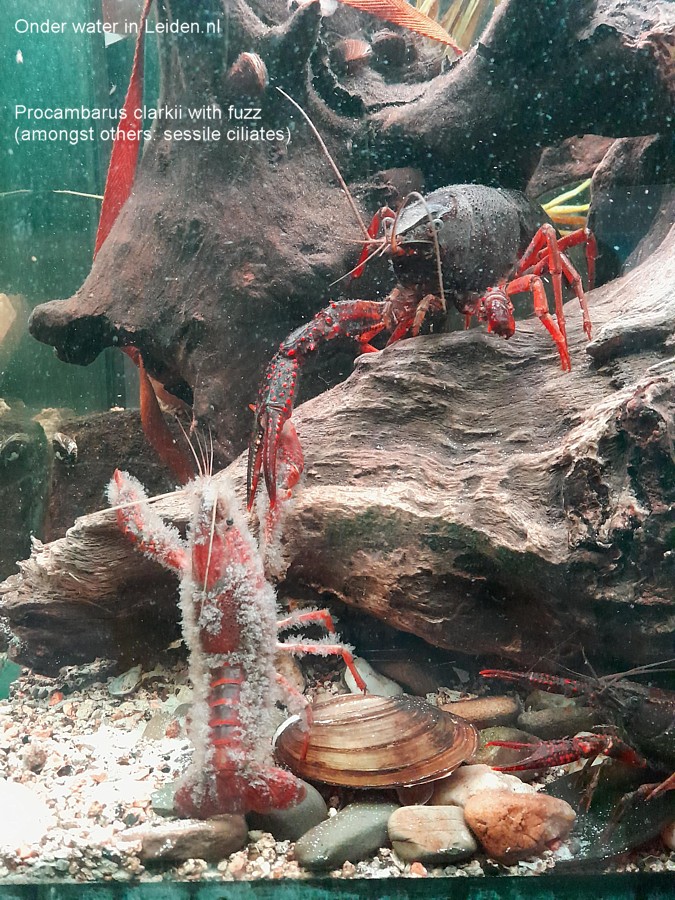 Procambarus clarkii met sessile ciliates klokdiertjes, 31okt2022