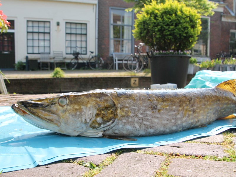 Waarom worden er in het voorjaar vaak meerdere dode (grote) snoeken gevonden?