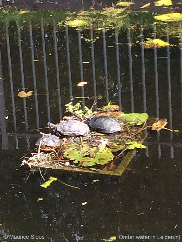 Drie schildpadden of meer zijn interessant voor het meetnet (foto: Maurice Sloos)