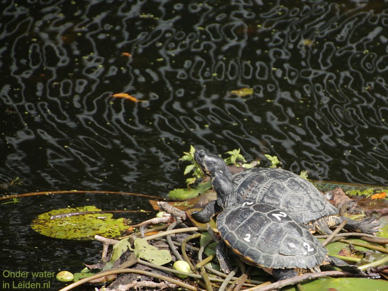 onder-water-in-leiden paddy schildpadden doorbraak