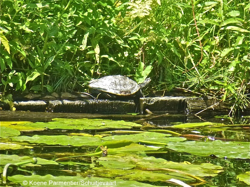 Een schildpad aan de oever van de Hortus botanicus Leiden, foto: Koene Parmentier, Schuitjevaart