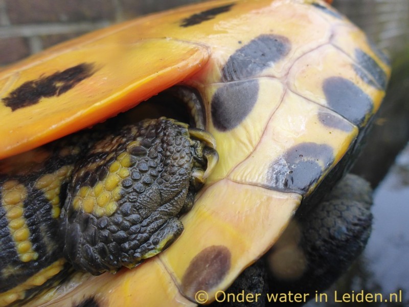 De residente schildpad uit Havenwijk-Zuid wordt van alle kanten gefotografeerd voor het Smoelenboek