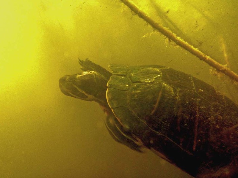 onderwaterinleiden snorkelmonitoring exoot schildpad
