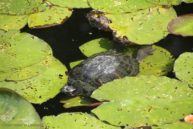 Sierletterschildpad (geelwang, roodwang, geelbuik of kruising daarvan), zonnebadend in de gracht
