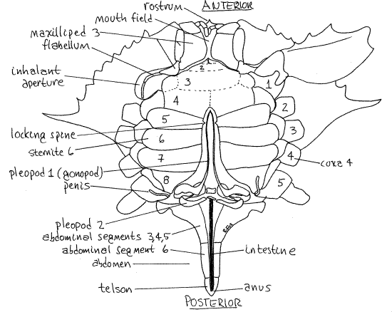Duidelijke topografie met daarop monddelen (mouth field) en anus van de mannelijke krab
