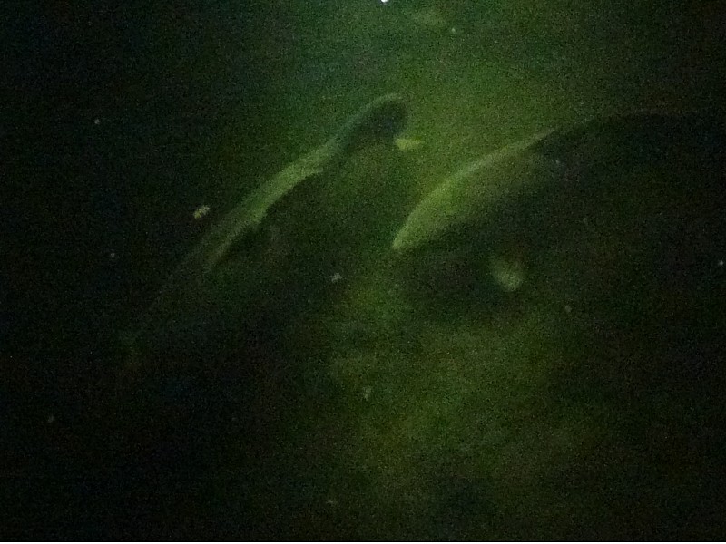 two Carp in a Leiden canal