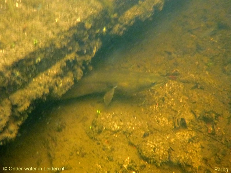 onderwaterinleiden pieterswijk paling kademuur