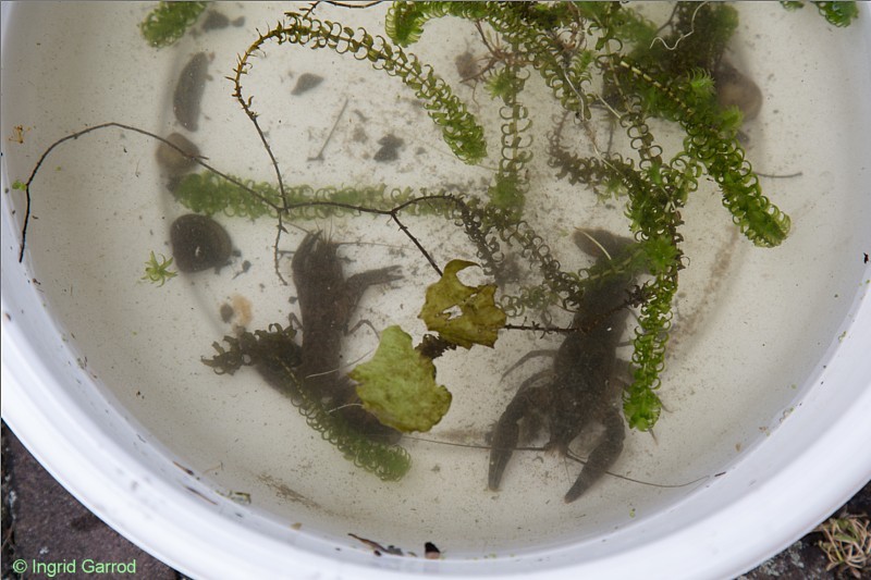 onder-water-in-leiden ingrid-garrod schatzoeken rivierkreeften