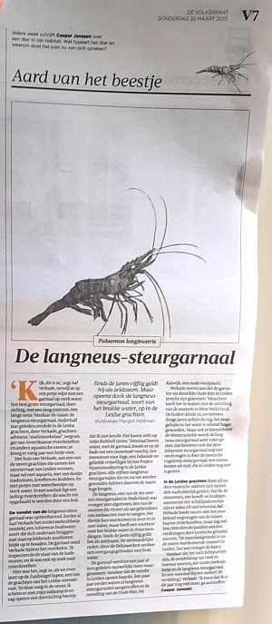 De langneus steurgarnaal in: de aard van het beestje, Volkskrant 30maart2023, door Caspar Janssen