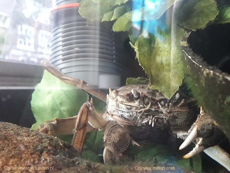 wolhandkrab/Chinese mitten crab in aquarium. Escape artist, beware