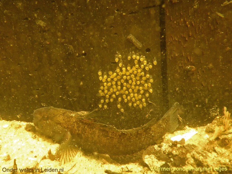 onderwaterinleiden broedzorg marmergrondel