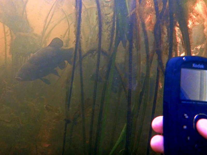 Met deze Kodak Playsport werden de eerste jaren de vissen snorkelend vastgelegd. Inmiddels zijn ze zo'n tien keer vervangen