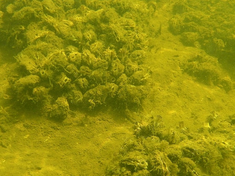 onderwaterinleiden onderwater mosselpakketten