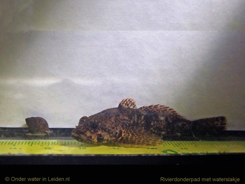 onderwaterinleiden rivierdonderpad cuvet