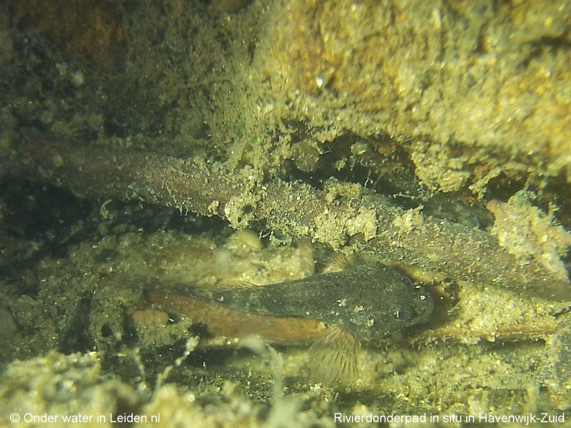 onderwaterinleiden rivierdonderpad in-situ