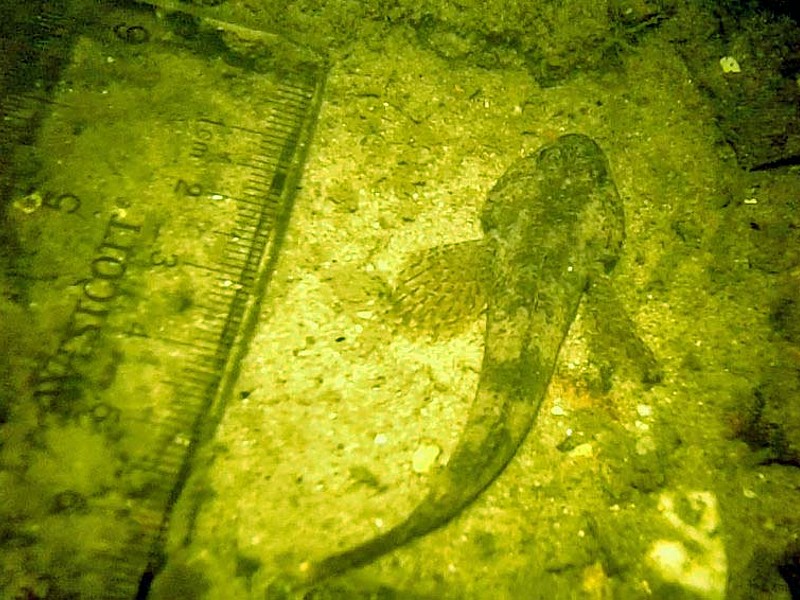 onderwaterinleiden snorkelmonitoring rivierdonderpad ankerpark