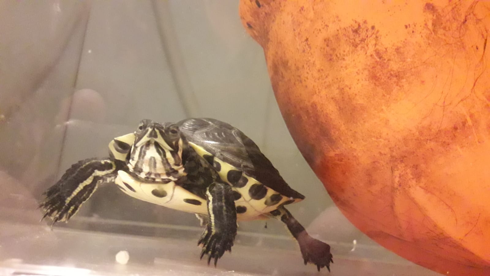 geelbuikschildpad 'Jove', tegen het lijf gezwommen op Halloween in een Leidse gracht