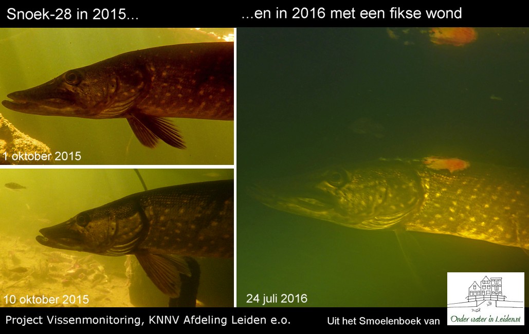 Snoek-28 (Golf) in 2015 en 2016. Klik voor een vergroting op de foto.