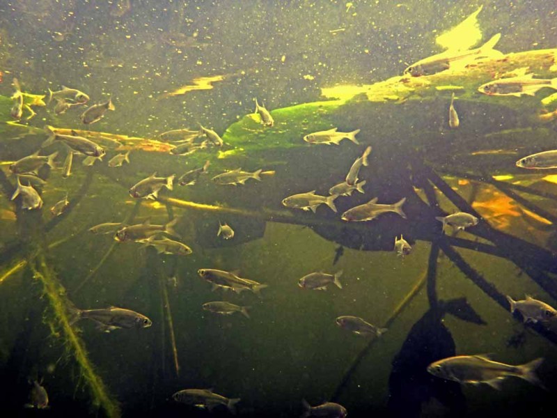 Hoeveel van de ontdekte vissoorten maken van het visreservaat gebruik om er te paaien?