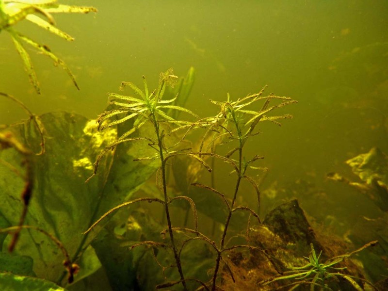 onderwaterinleiden waterplanten obtusangula