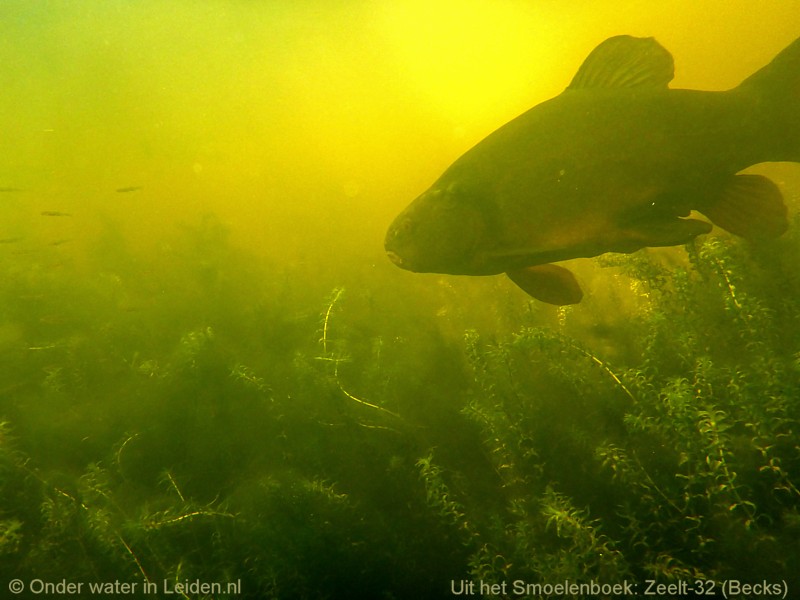 Zeelt Becks onder de 'flab' (floating algae beds)