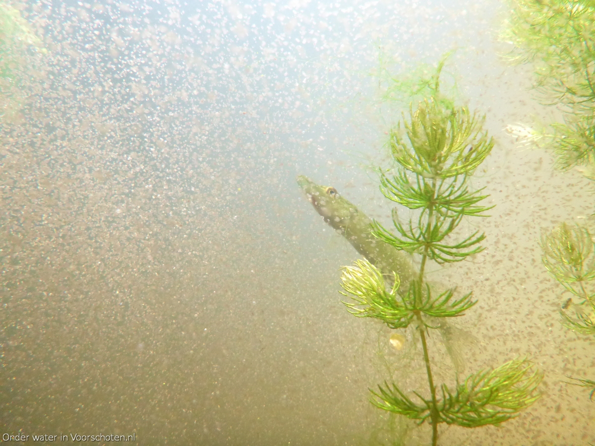 Onder water in Voorschoten in het van Slingelandtplantsoen, met een jong snoekje