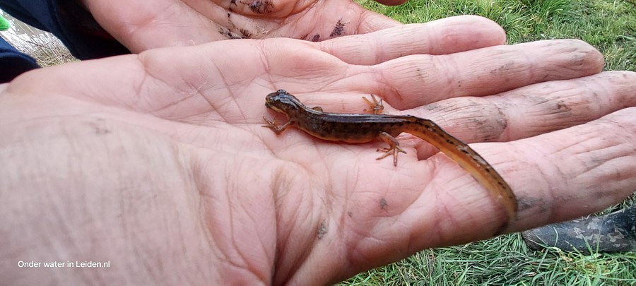 Deze kleine watersalamanderman werd ook gered