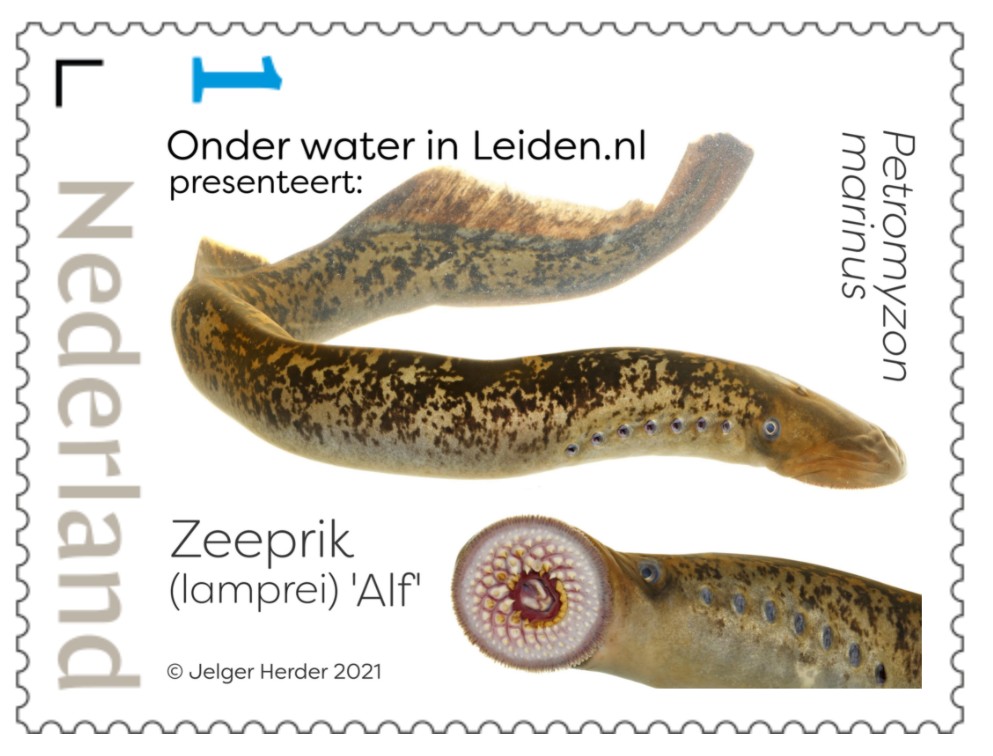 Postzegel met Zeeprik (of Lamprei) Alf, Onder water in Leiden 2021