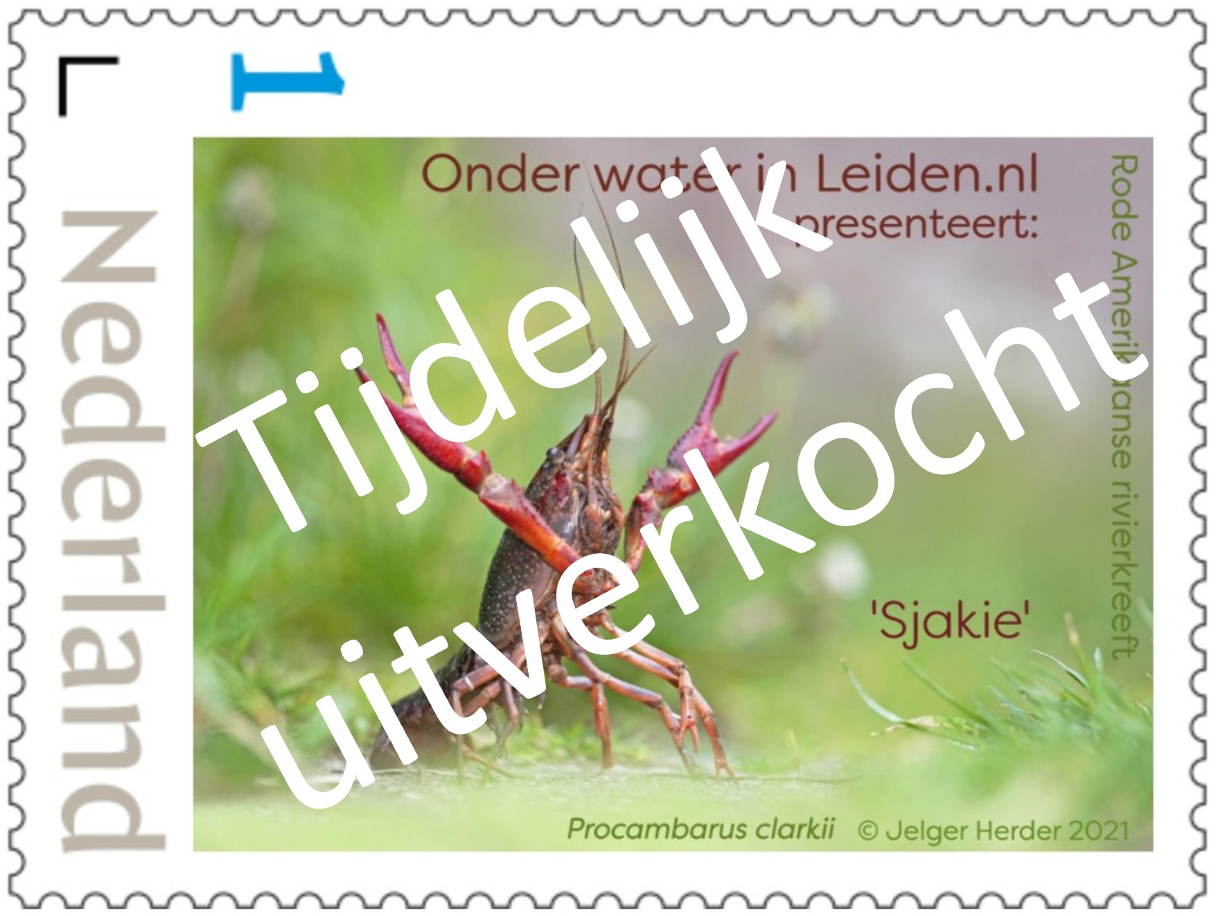 postzegel owl 2021 sjakie tijdelijk uitverkocht