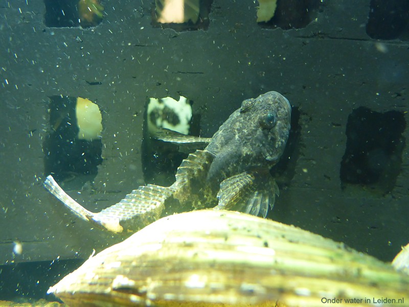 Een rivierdonderpad, geobserveerd in het aquarium