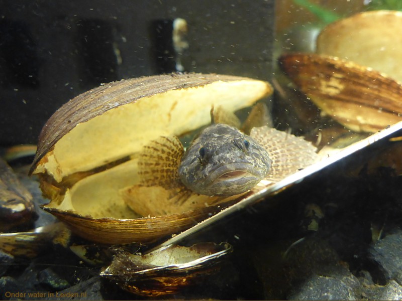 Wat is een rivierdonderpad?