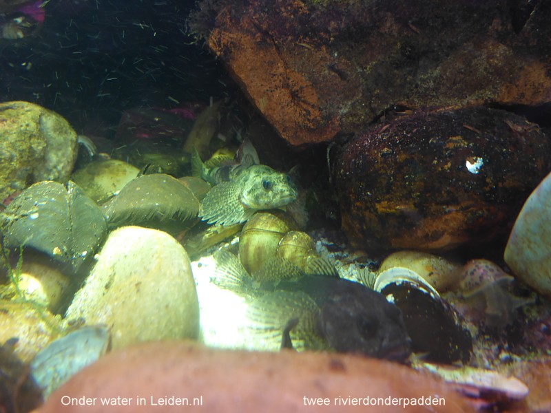 rivierdonderpadden onderwaterinleiden