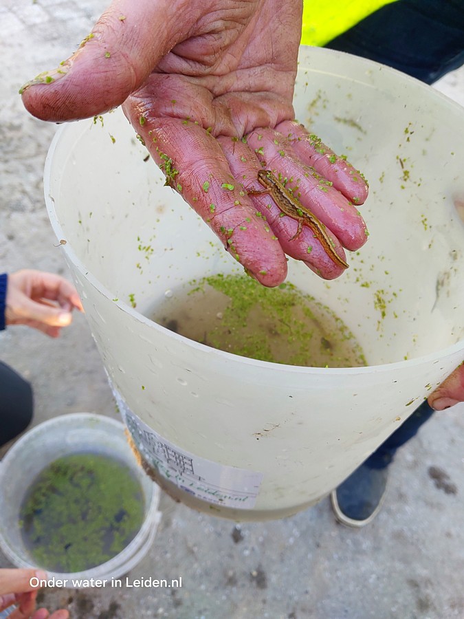 kleine watersalamander gered Onder water in Leiden