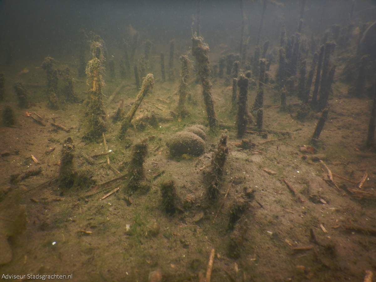 sep2020 houtkamp landschapsfoto rietonderhoud met stompe moerasslak MOOI