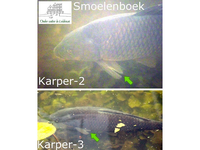 Karper-2 en Karper-3 boven water