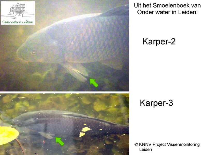 Karpers 2 en 3 uit het Smoelenboek van Onder water in Leiden